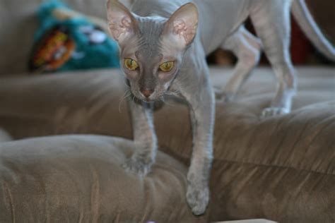 Whatever the reason, rare cats are exceptional, and most of these breeds are recognized by the cat fanciers' association (cfa). 8 Of The Rarest Cat Breeds In Existence Today