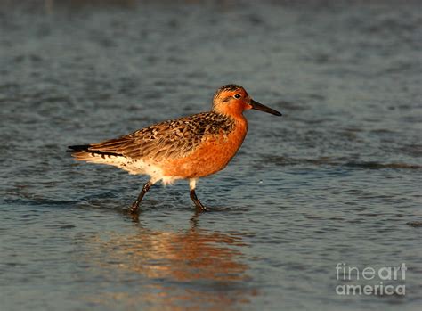 Red Knot In Breeding Colors Photograph By John F Tsumas