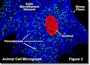 It is made up of chitin, lignin and other materials. Molecular Expressions Cell Biology: Animal Cell Structure ...