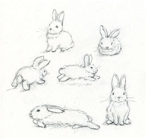 How To Draw Rabbits Realistic Bunny Drawing Rabbit Drawing Drawings
