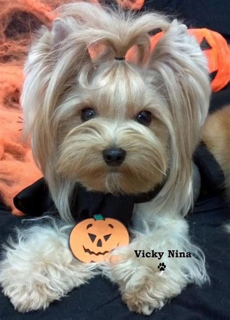 Maybe you would like to learn more about one of these? yorkshire terrier haircut | morkies and yorkies | Pinterest