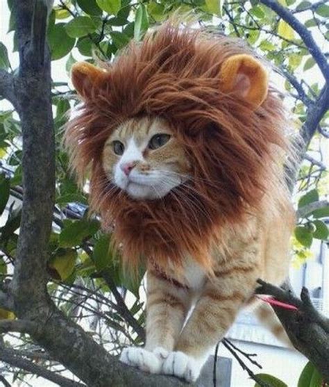 Jonesys Blog How Do You Make A Cat Look Like A Lion