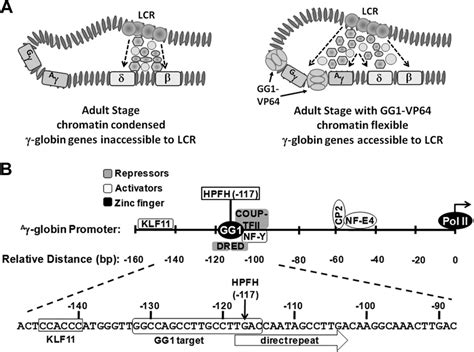 Chromatin Structure And Organization Of The Globin Gene Promoter A