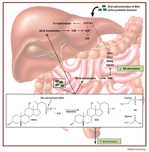 The Gut Microbiome Probiotics Bile Acids Axis And Human Health