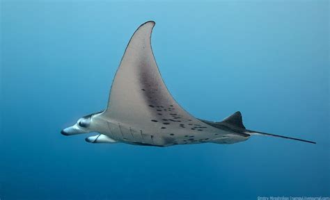 Manta Ray Maldives Underwater Manta Ray Underwater Photography