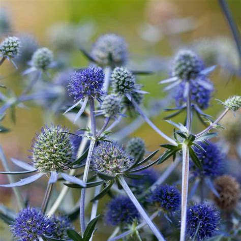 Grow something new from seed. Eryngium Seeds - Eryngium Planum Blue Sea Holly Flower Seeds