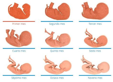 El Desarrollo Fetal