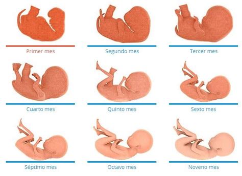 A medida que el bebé va almacenando grasa bajo la piel. El desarrollo fetal