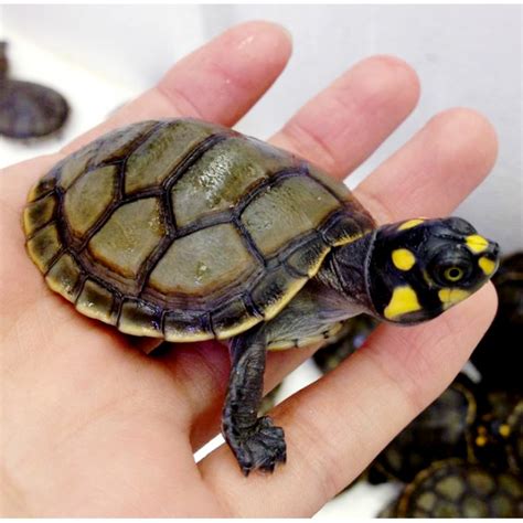Yellow Spotted River Turtle Podocnemis Unifies
