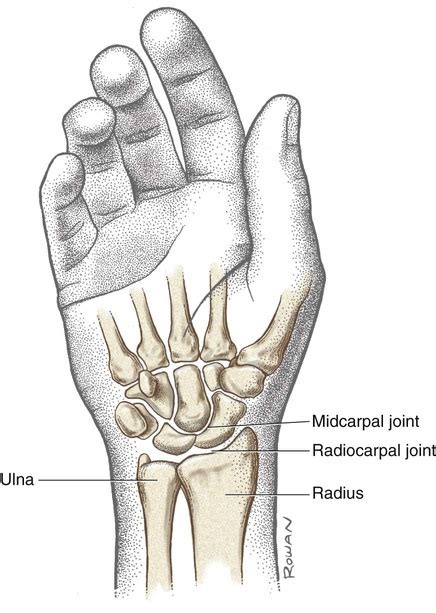 Structure And Function Of The Wrist Musculoskeletal Key