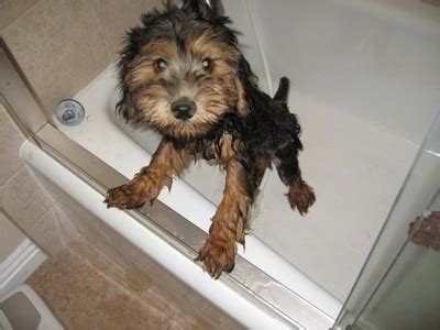 Tail docking is a controversial topic similar to ear cropping. Whoodle Dog Breed Pictures, Wheaten Terrier Poodle Hybrid ...