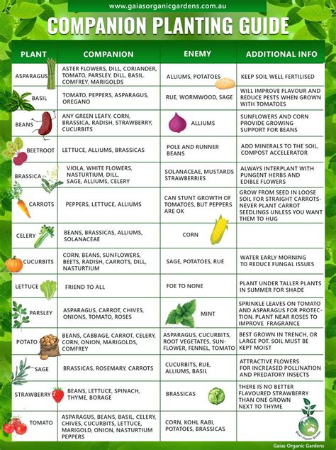 Companion Planting Guide Gaias Organic Gardens