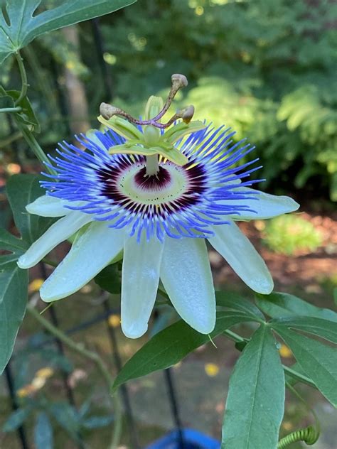 If you're trying to figure out which plants to use in your garden, check out the gardening maps below that designate plant zones based on various important. August Garden in Norwell, Massachusetts - FineGardening