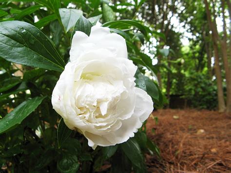 Looking for a good deal on fluffy flower balls? Fluffy Flowers: Out Walking