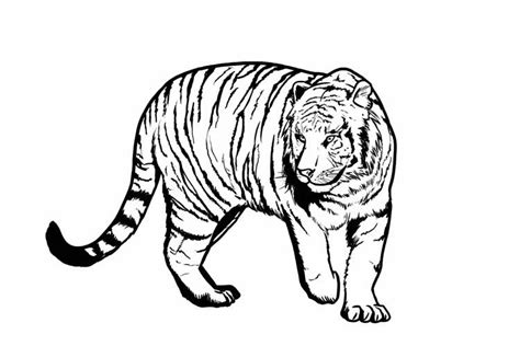 Begin by drawing a large circle. How To Draw a Tiger: easy, with a pencil, for beginners ...
