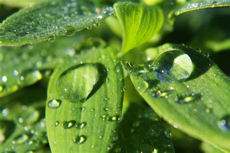 Image transpiration-9 : Free Images : water, nature, drop, dew, texture, rain, leaf, flower ...
