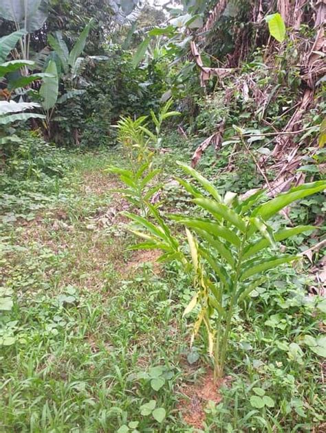 Cara menanam kacang tanah yang baik dan benar, agar hasil yang didapat sesuai harapan anda maka tahapan yang harus dilakukan adalah sebagai berikut ini. Tips & Cara Tanam Bunga Kantan | Bukit Tapah Durian Orchard