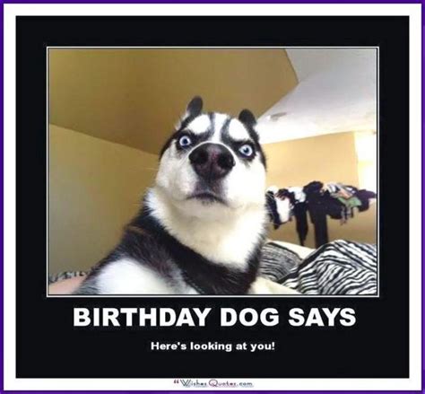 101 Happy Birthday Dog Memes Birthday Dog Says Heres Looking At