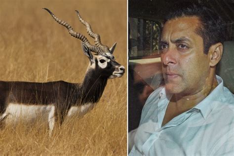 Rajasthan Hc Acquits Salman Khan In Blackbuck Poaching Case