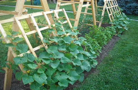 However, growing from experience, i know as your enjoyment of gardening really begins to take root in your backyard, you'll find that companion planting really starts with the design of the garden itself. Growing Tips For Cucumbers In Your Vegetable Garden ...