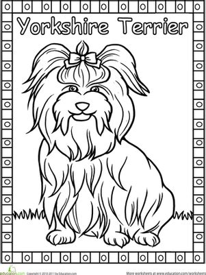 There are a wide choice of quality images in the section coloring pages for girls. Yorkie | Worksheet | Education.com