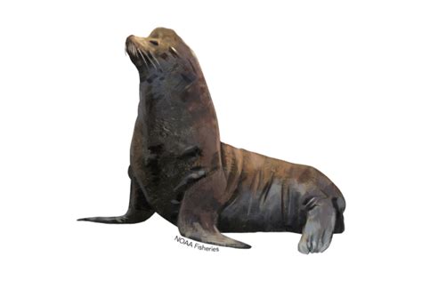 California Sea Lion | NOAA Fisheries