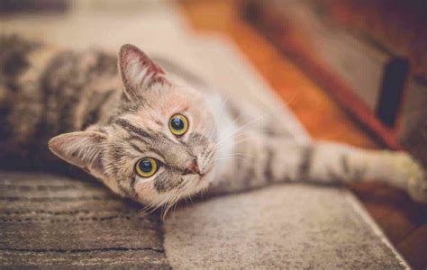 If your new cat or kitten seems restless and is frequently sitting or waiting by the back door, pacing, scratching, or pawing at the door area, contact battersea or your local vet for further. Cat Calm and Carry On