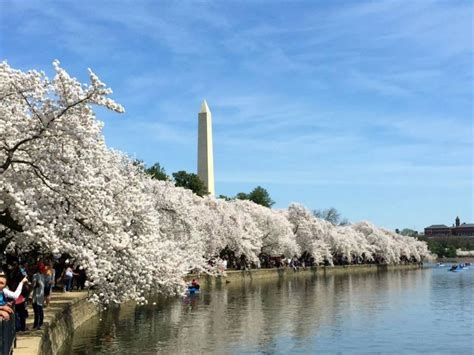 Dc Cherry Blossom 2016 Peak Bloom Dates Moved Up Patch