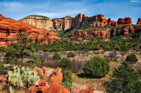 Everything arizona, from the grand canyon to yuma and all things in between. kanion, arizona, niebo, drzewa, kwiaty, kamienie