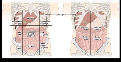 Structures contained in the four quadrants of the abdomen plus additional bonus classroom activity. Picture Of Abdominal Quadrants | MedicineBTG.com