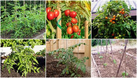 4 Maneras Simples Y Baratas De Cultivar Tomates