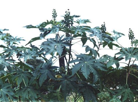 Durante os estágios iniciais de seu desenvolvimento, o cotilédone é responsável pela transferência de nutrientes para as. Plantas Tóxicas - Mamona (Ricinus communis)