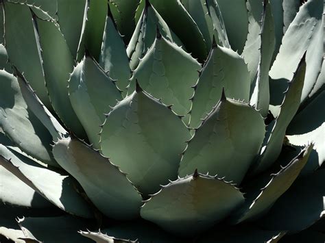 In their natural environment, aloe aristata plants form a globe of darkened leaves around them, and that helps them in winter drought conditions. Types of Agave: Differences Between All The Agave Products ...