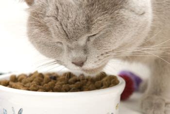Relaxing breaths can help minimize the symptoms of dry heaving. 5 Reasons Dry Cat Food Causes Vomiting; Wet Food Doesn't ...