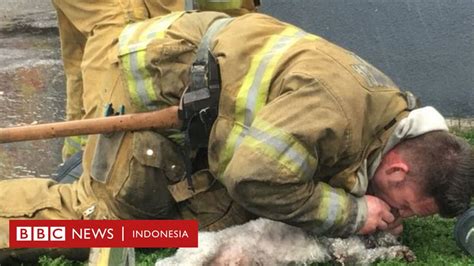 Penyelamat yang dilatih untuk memadamkan kebakaran berbahaya. Petugas pemadam kebakaran selamatkan anjing dengan napas ...
