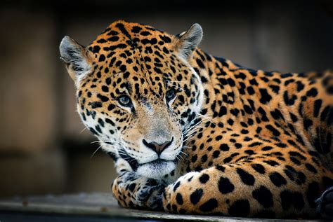 Jaguar Wallpapers Hd Desktop And Mobile Backgrounds