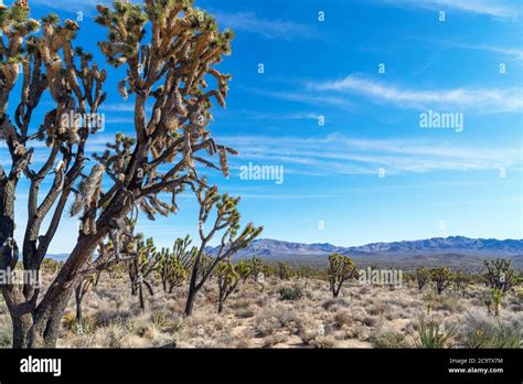Joshua Trees Yucca Brevifolia In The Mojave National Preserve Mojave