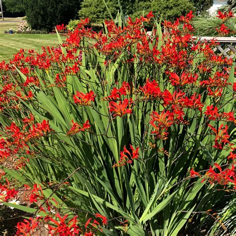Crocosmia Lucifer Sure Catches Your Eye In The Landscape Crocosmia