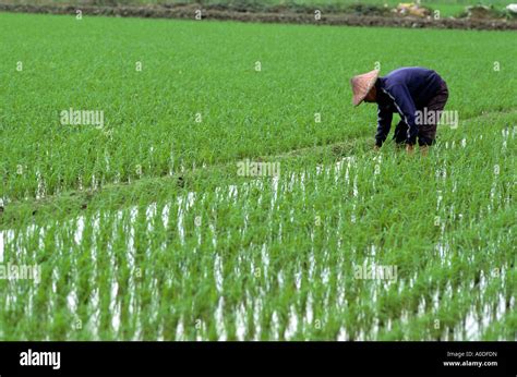 Rice Farming In Taiwan Stock Photo 9962000 Alamy