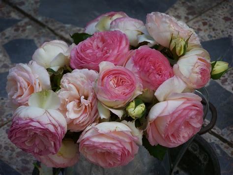 Arbusti fioriti e piante con fiori rosa faranno tantissimo per 'scaldare' un angolo altrimenti noioso del vostro giardino/terrazzo. Fiori Simili Alle Rose ~ Il Nuovo Cercarose 2000 Rose Dal ...