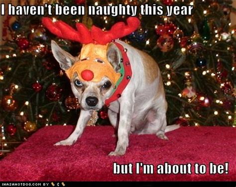 9 Dogs Who Are Totally Over Christmas The Dog People By