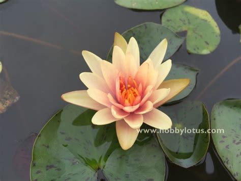 บัวแคระ Little Sue Hardy Waterlily Hobby Lotus