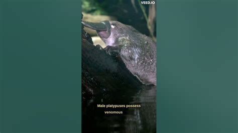 This Weird Mammal Lays Eggs - YouTube