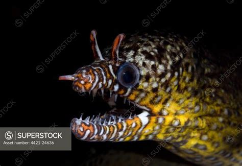 Dragon Moray Eel Enchelycore Pardalis Adult Close Up Of Head Flying