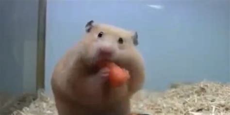Maybe you would like to learn more about one of these? Watch A Tiny Hamster Inhale 5 Baby Carrots In A Matter Of ...
