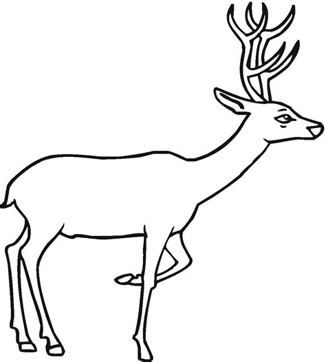 Free Printable Deer Coloring Pages For Kids