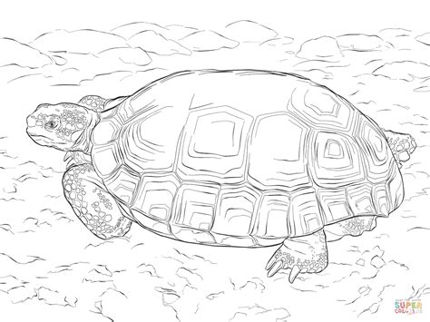 Do not hesitate to show the result of your coloring. Agassizs Desert Tortoise coloring page | Free Printable ...