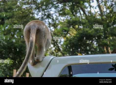 Naughty Squirrel Monkey On The Roof Of The White Car Monkey Mac Stock