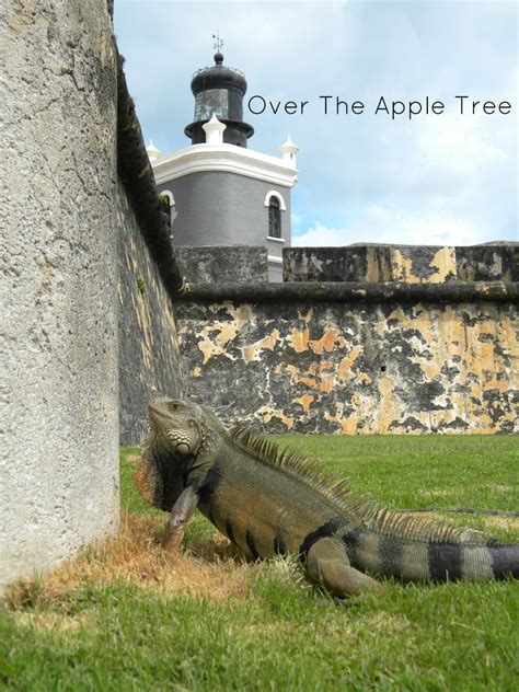 Over The Apple Tree Wordless Wednesday Puerto Rico