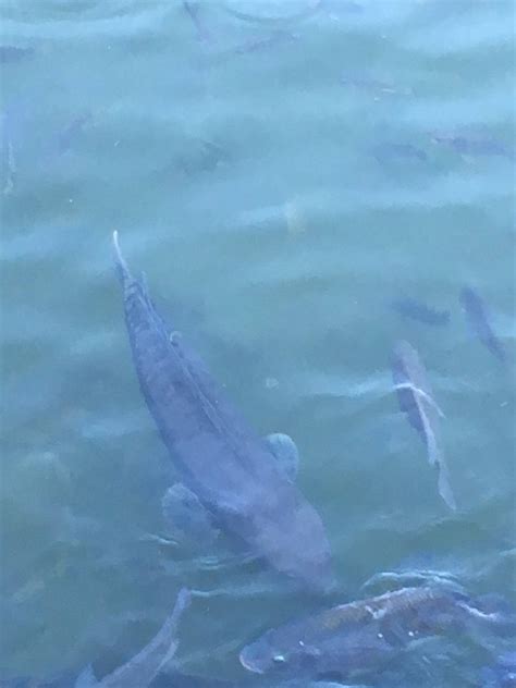 He is best known for his song big fish, which has won 8 awards. 問題 公園裡出現的是什麼魚和魚缸內的蟲 - 看板 Aquarium - 批踢踢實業坊